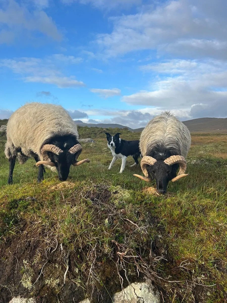Mayo Blackface Rams - Image 2