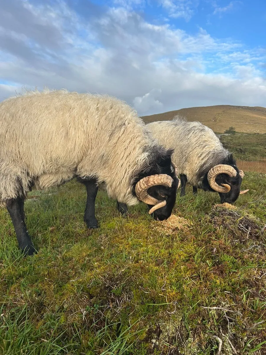 Mayo Blackface Rams - Image 3