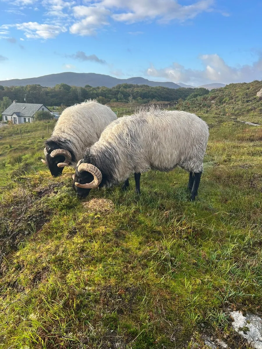 Mayo Blackface Rams - Image 4