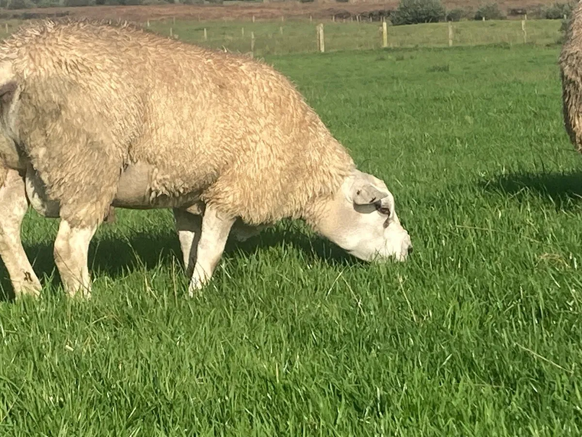 PED Texel ram lambs - Image 2
