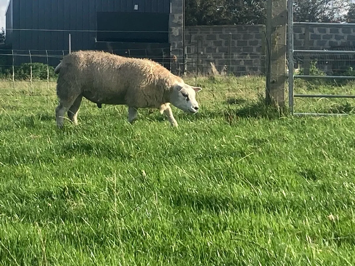 PED Texel ram lambs - Image 3