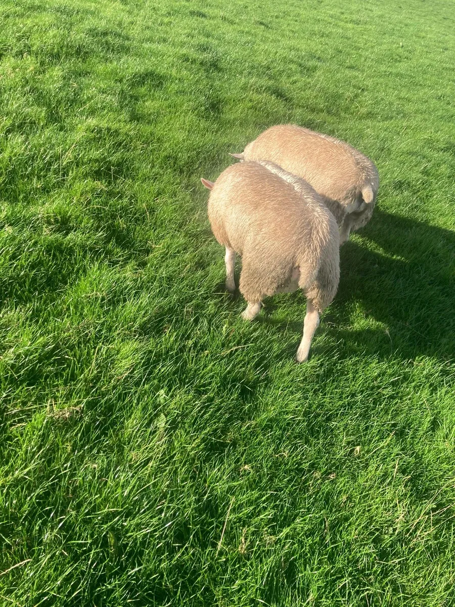 PED Texel ram lambs - Image 4