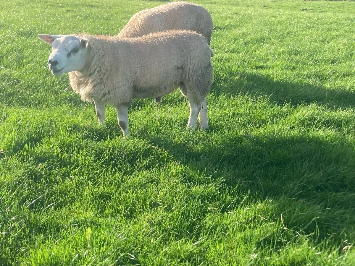 PED Texel ram lambs - Image 1