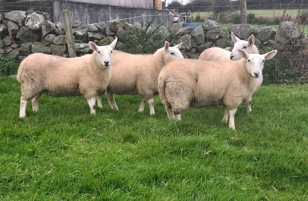 North country cheviot x lleyn ewe lambs - Image 1