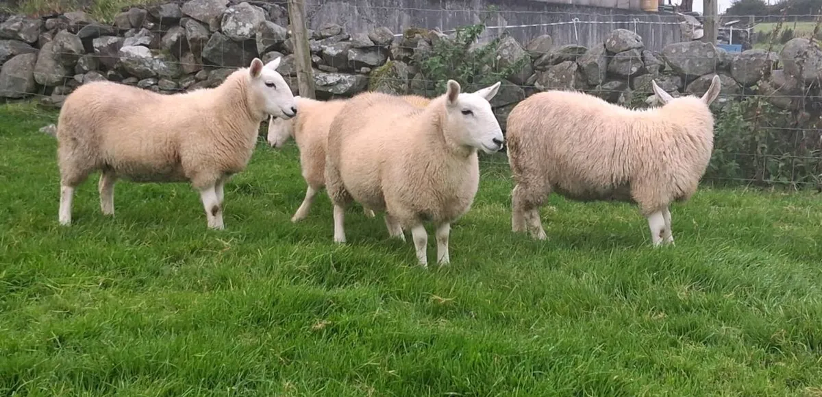 North country cheviot x lleyn ewe lambs - Image 2