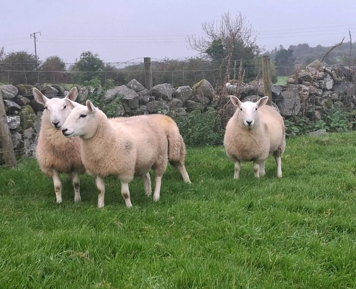 North country cheviot x lleyn ewe lambs - Image 3