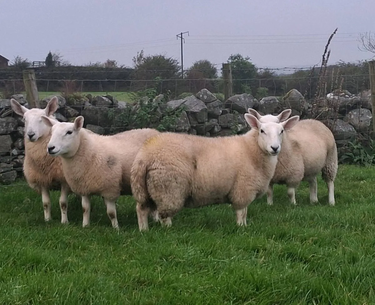 North country cheviot x lleyn ewe lambs - Image 4