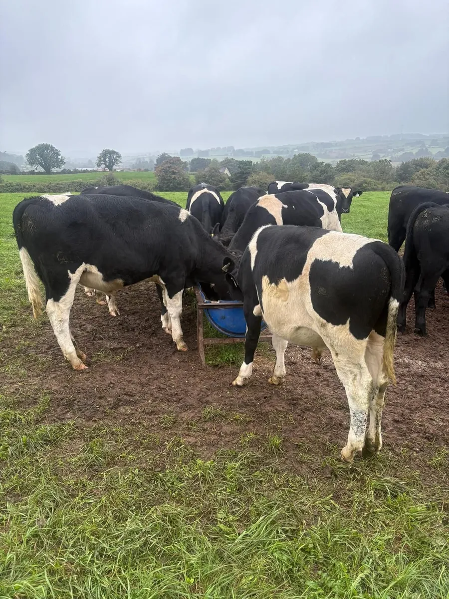 Weanling/Runner Show and Sale Bandon Mart 28th Sep - Image 3