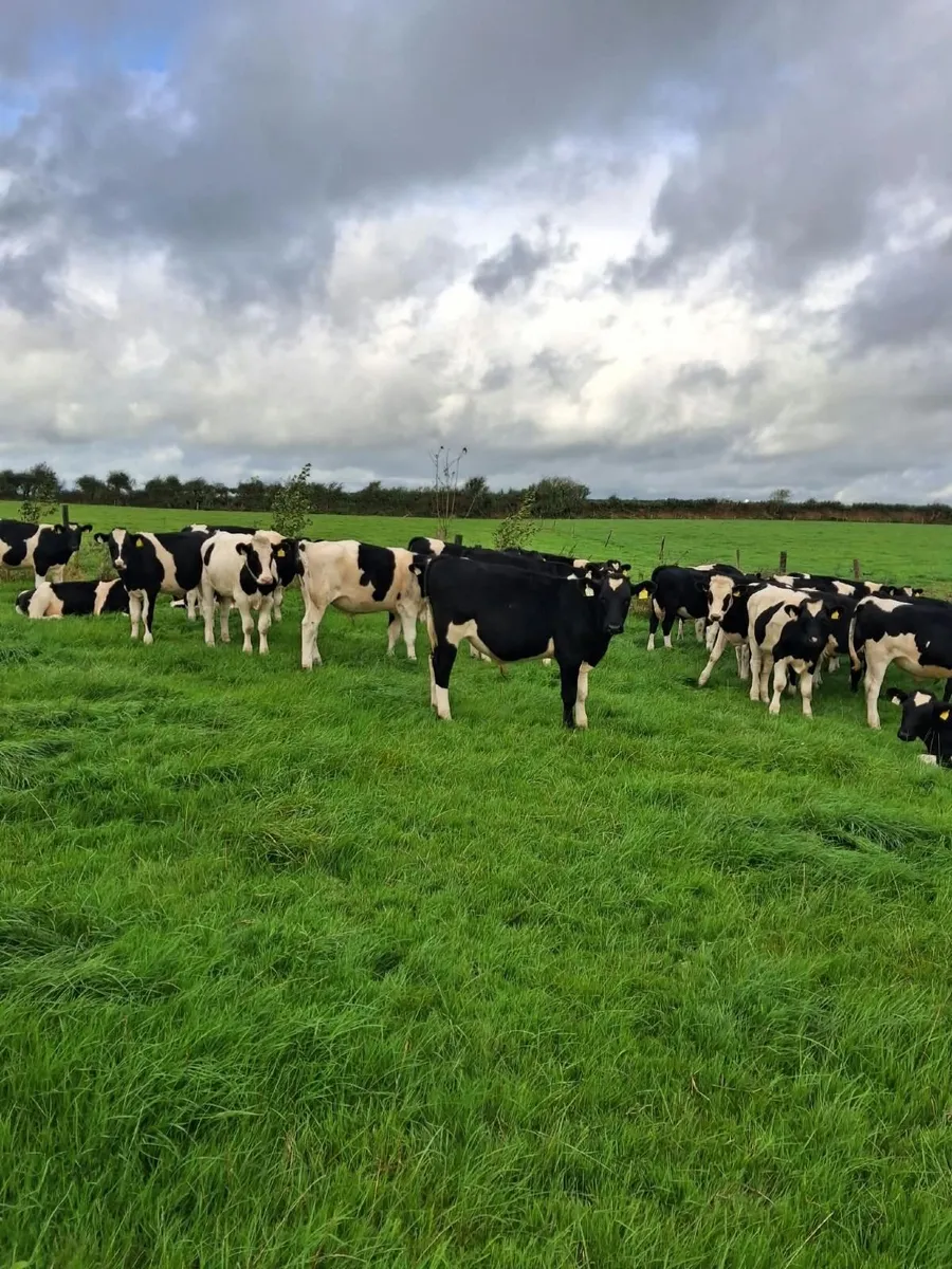 Weanling/Runner Show and Sale Bandon Mart 28th Sep - Image 1