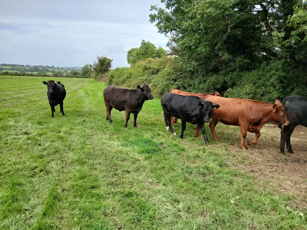 Organic Cattle Heifers - Image 3