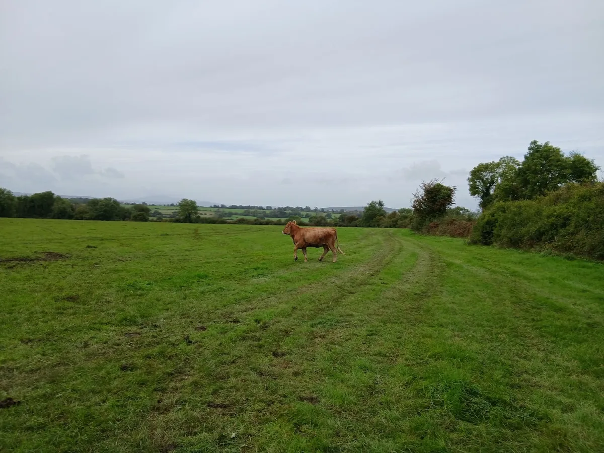 Organic Cattle Heifers - Image 2