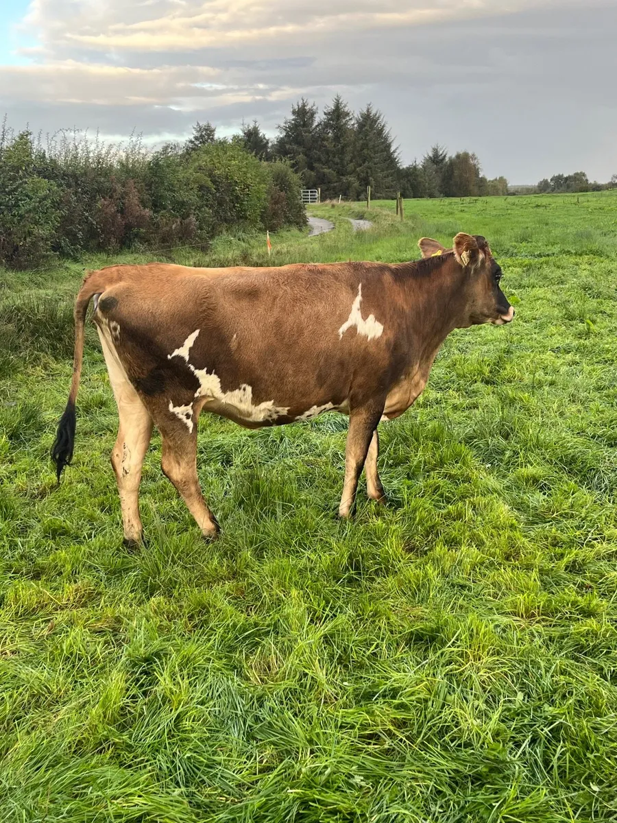 Kiwi X incalf heifers - Image 2