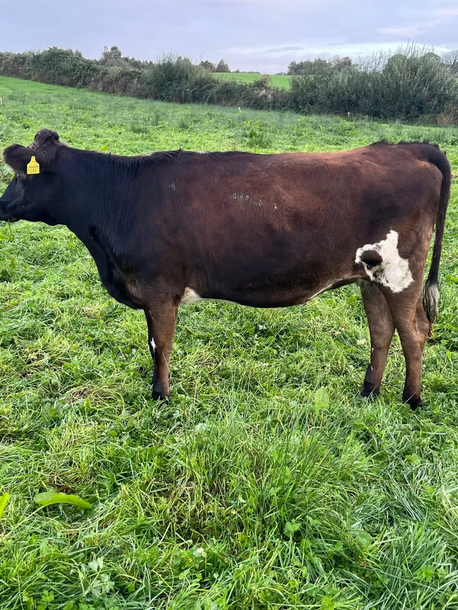 Kiwi X incalf heifers - Image 3