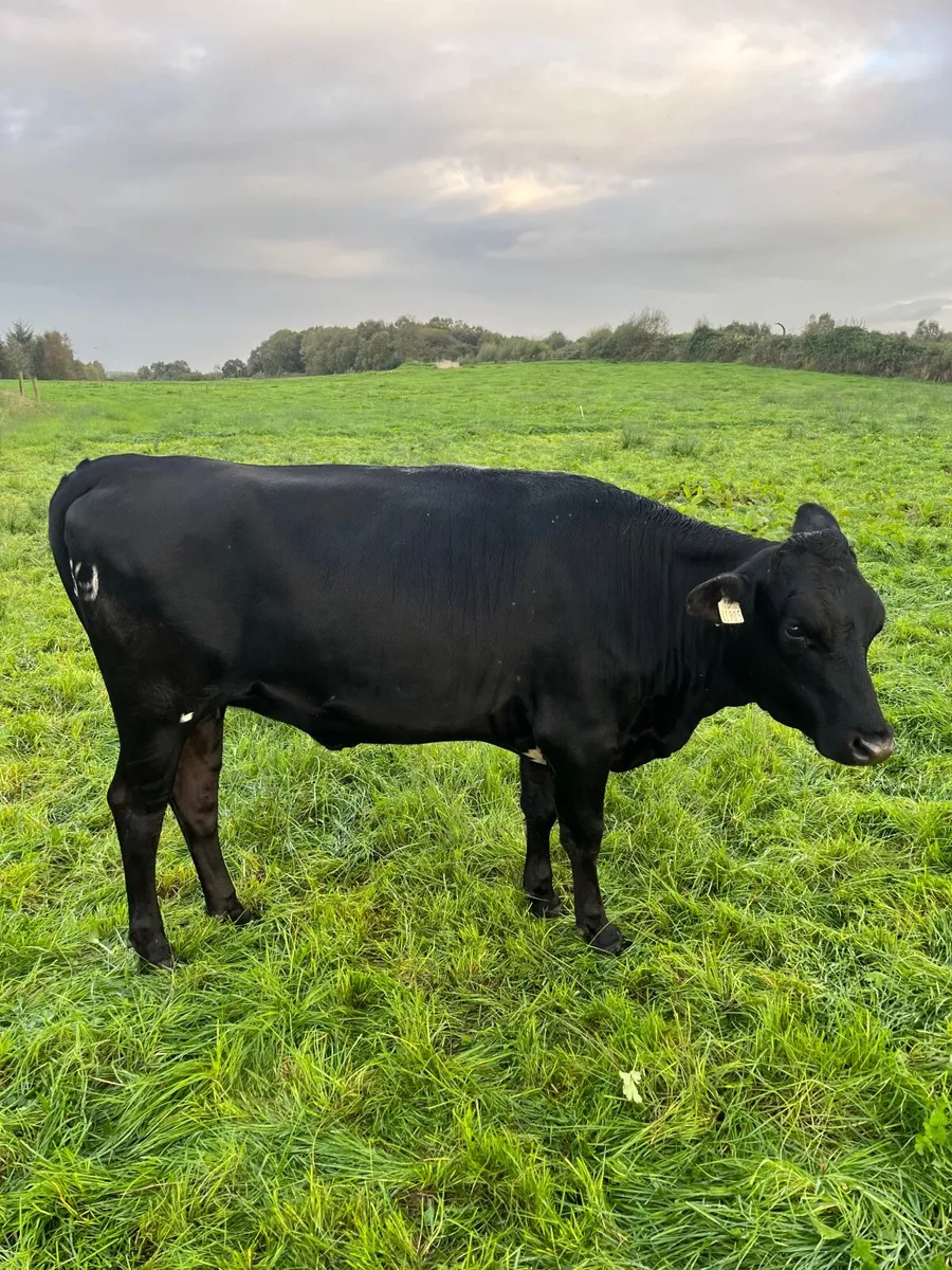 Kiwi X incalf heifers - Image 4