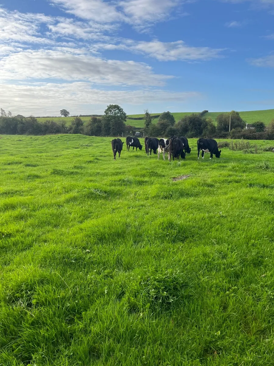 Kiwi X incalf heifers - Image 1