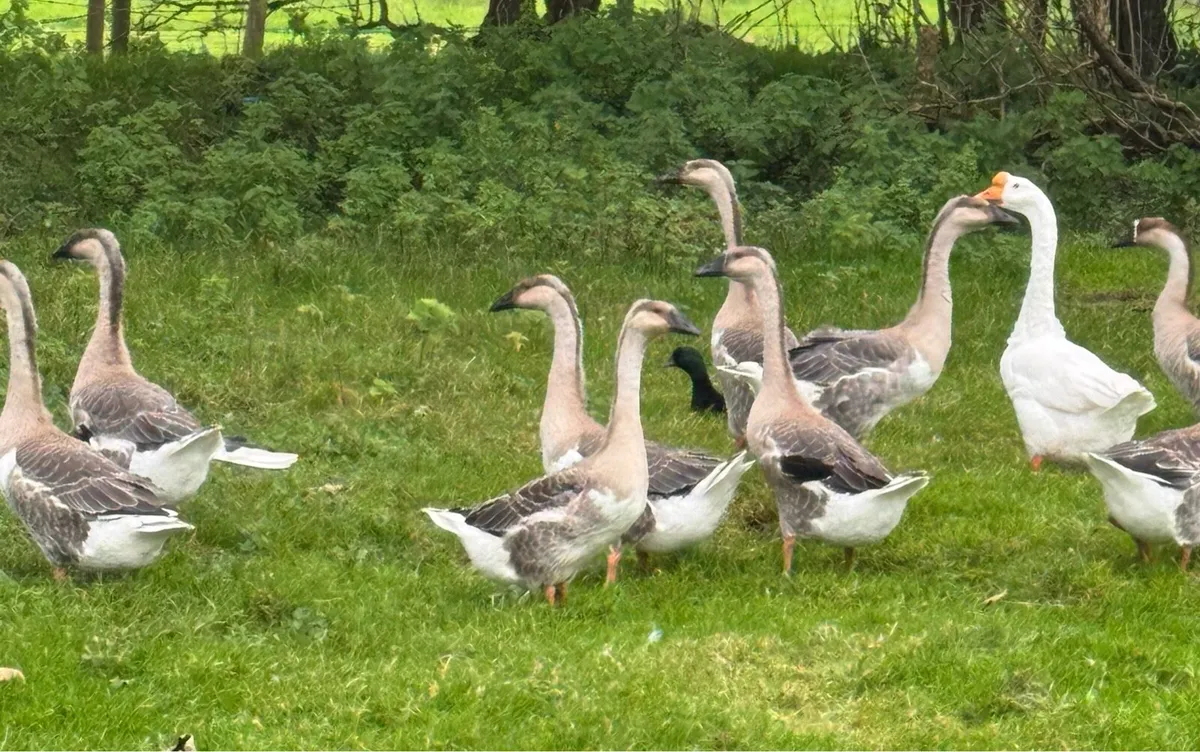 Chinese Geese For Sale - Image 1