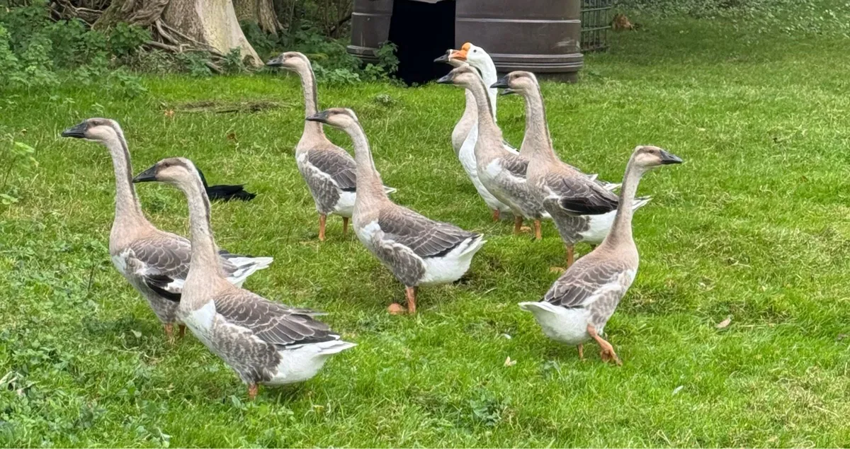 Chinese Geese For Sale - Image 2