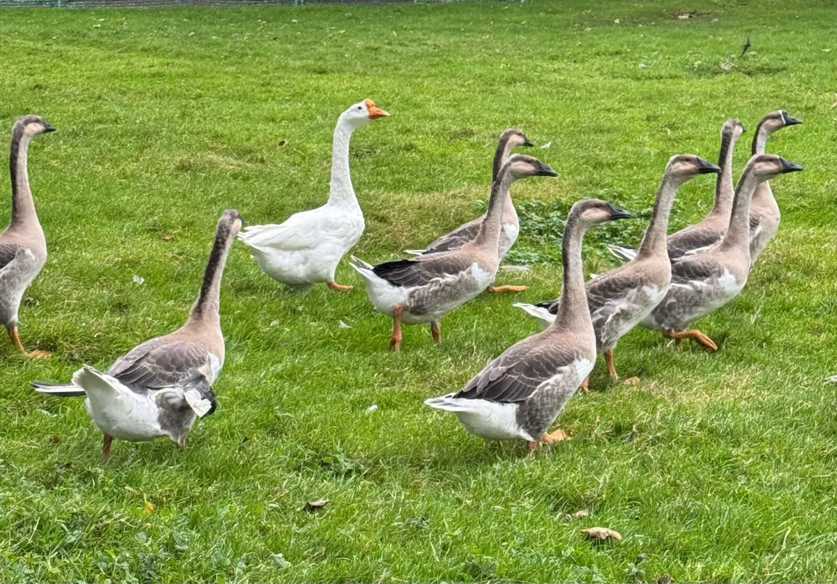 Chinese Geese For Sale - Image 3