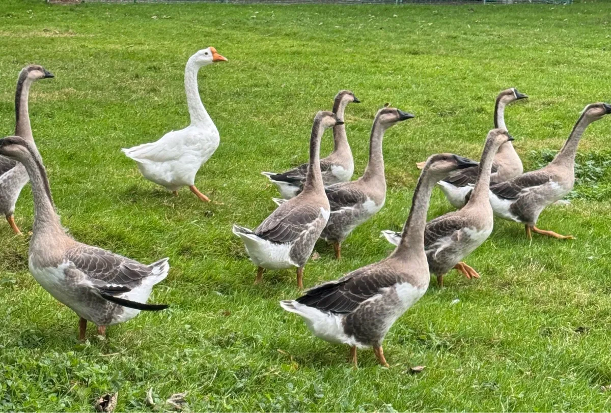 Chinese Geese For Sale - Image 4