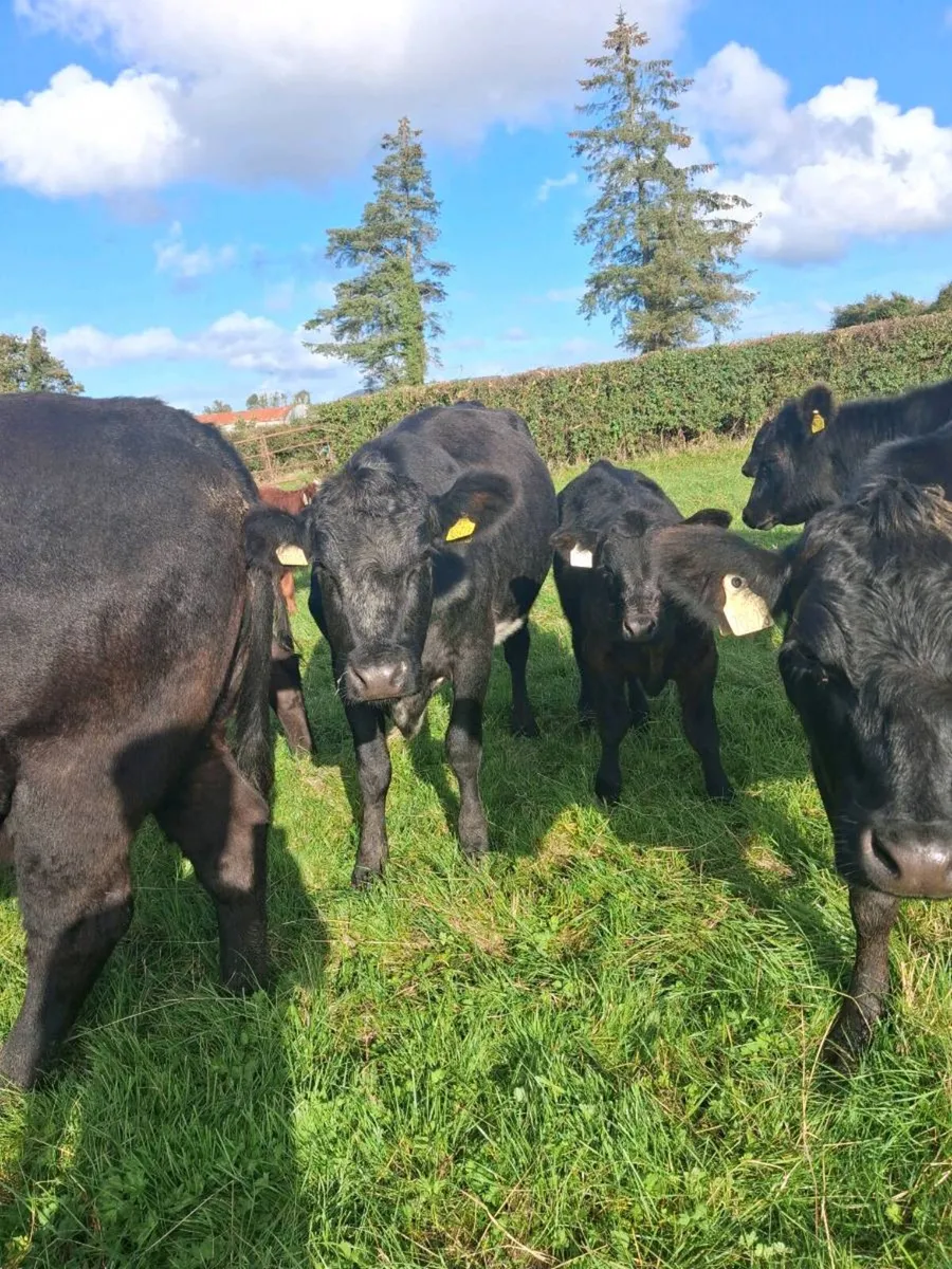 Organic Start Up Suckler Herd - Image 1