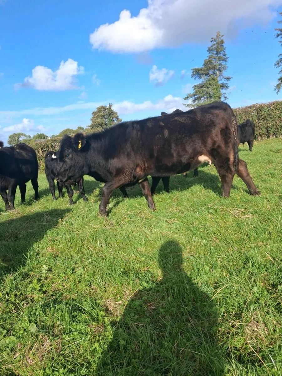 Organic Start Up Suckler Herd - Image 2