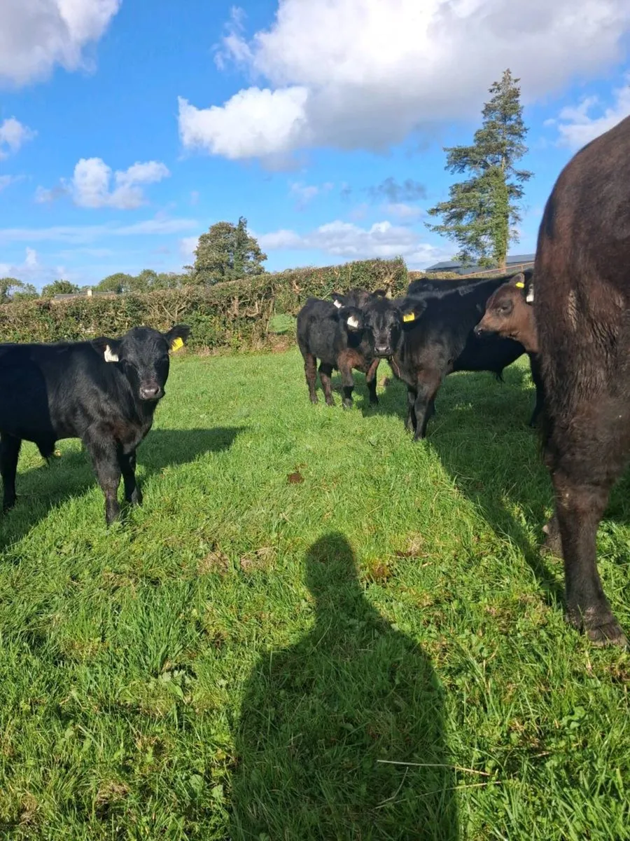 Organic Start Up Suckler Herd - Image 3