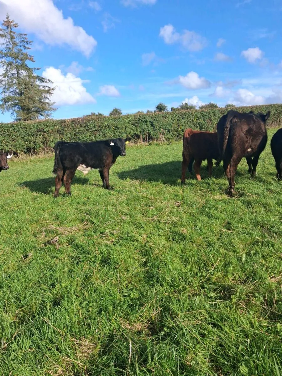 Organic Start Up Suckler Herd - Image 4