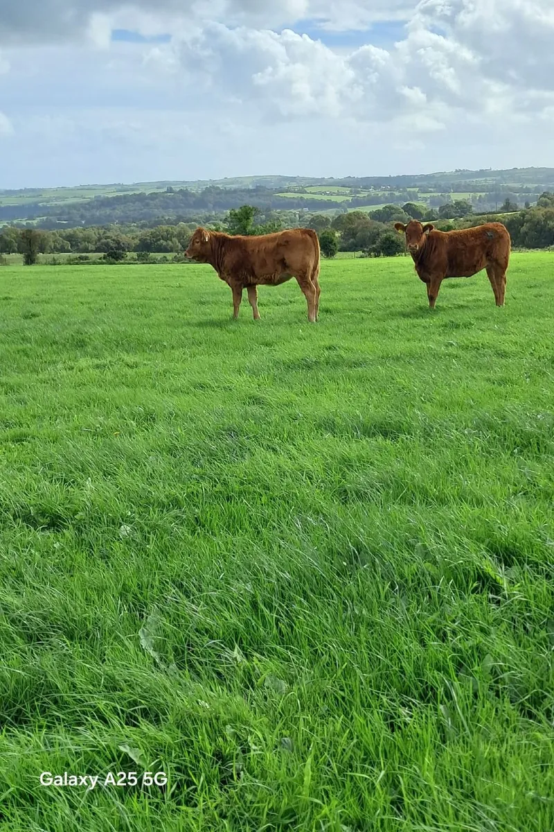 Weanlings - Image 1