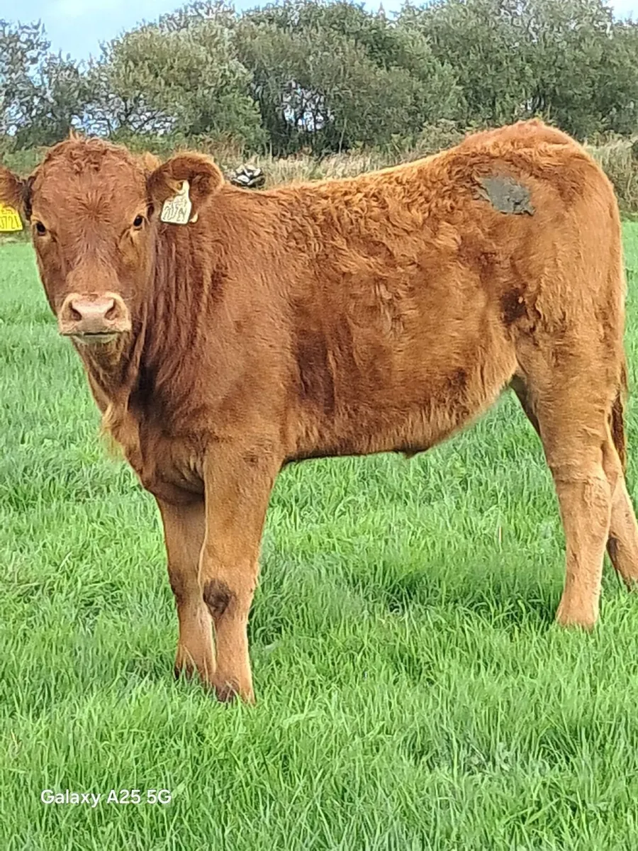 Weanlings - Image 2