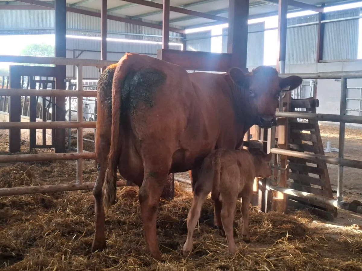 5 ☆ first calver, limousine bull calf at foot - Image 4