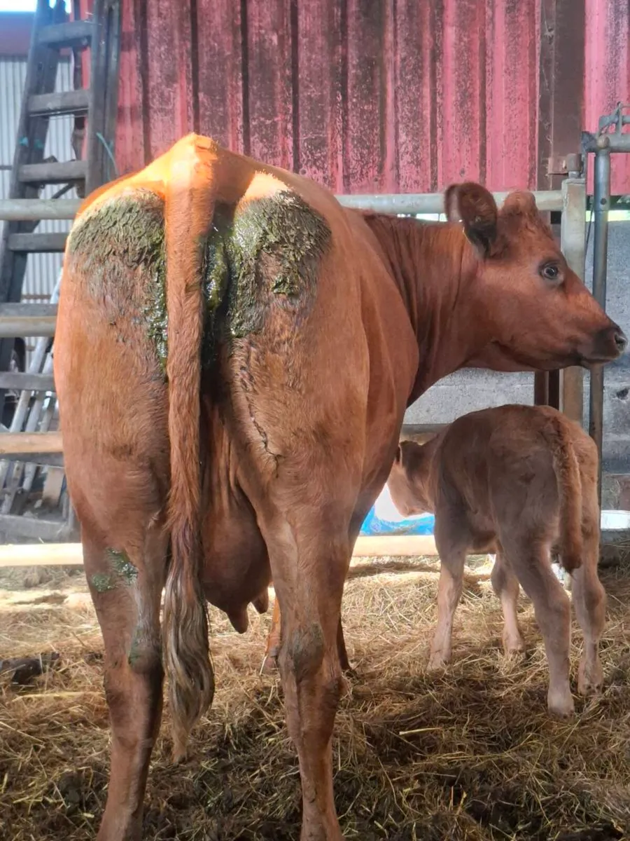 5 ☆ first calver, limousine bull calf at foot - Image 3