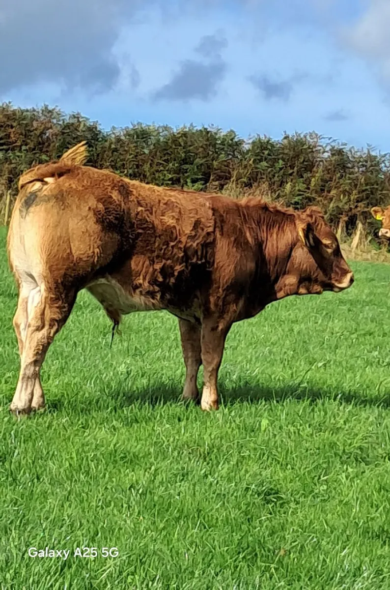 Weanlings - Image 3