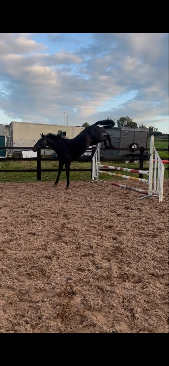 3yo 15.3 mare - Image 1