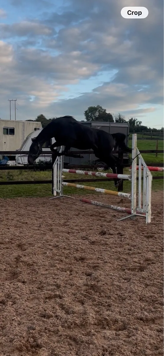 3yo 15.3 mare - Image 2