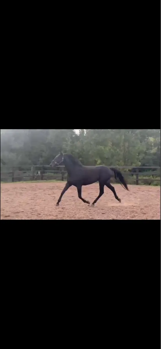 3yo 15.3 mare - Image 3