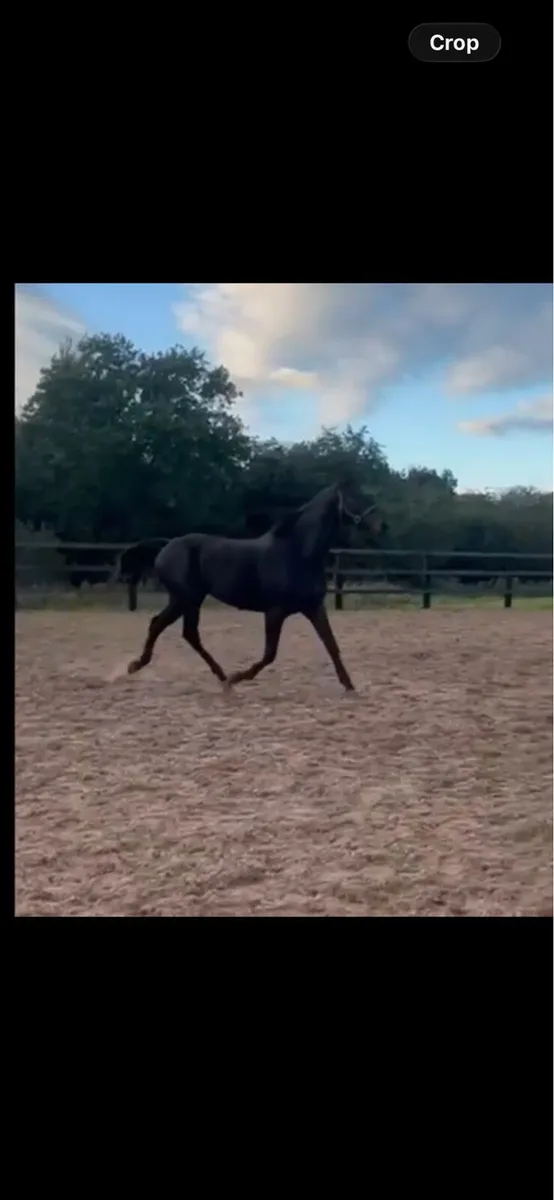 3yo 15.3 mare - Image 4
