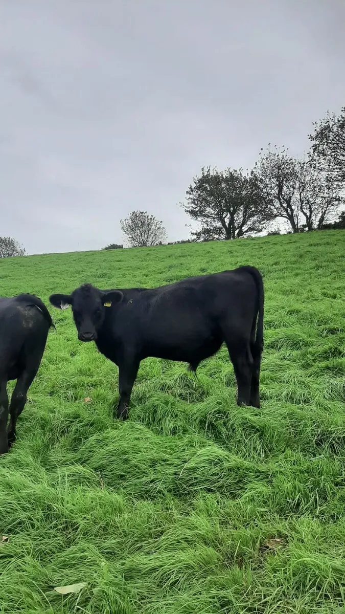 Weanlings - Image 2