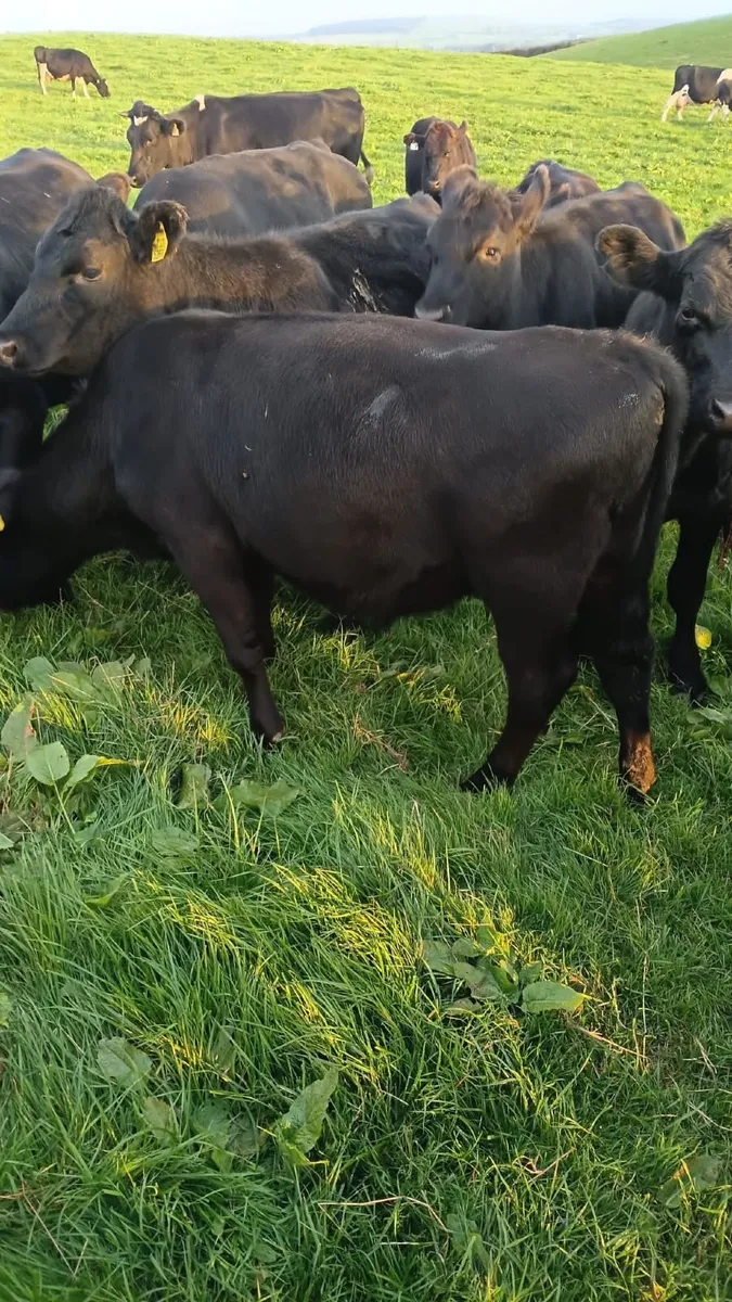 Weanlings - Image 4