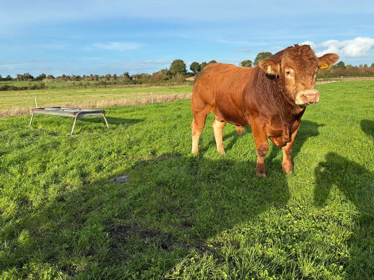 5 Star Purebred Limousin bull - Image 3