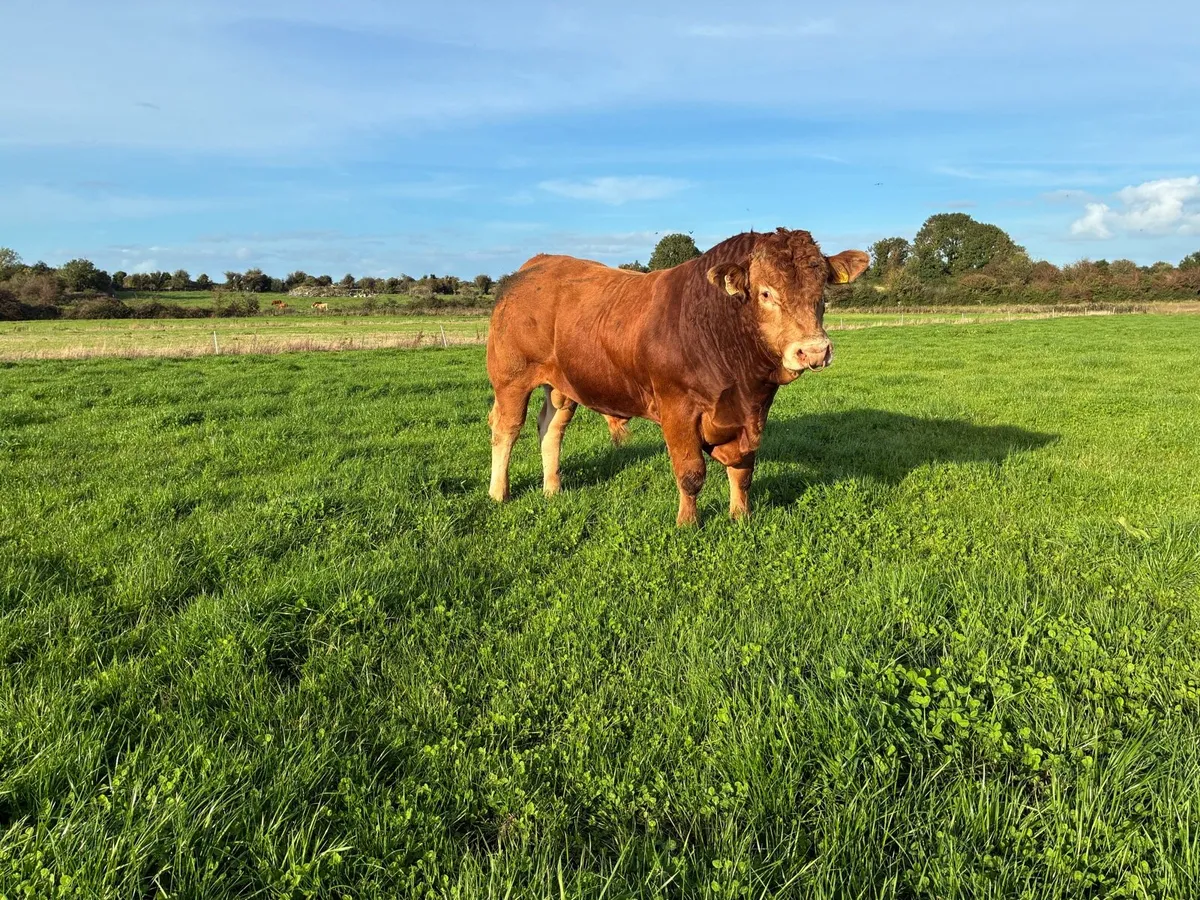5 Star Purebred Limousin bull - Image 1