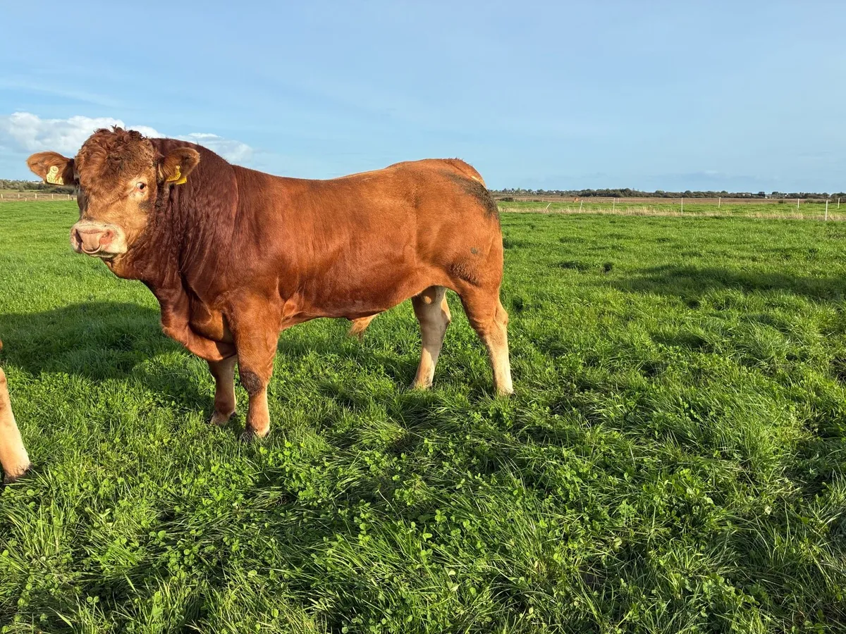 5 Star Purebred Limousin bull - Image 2