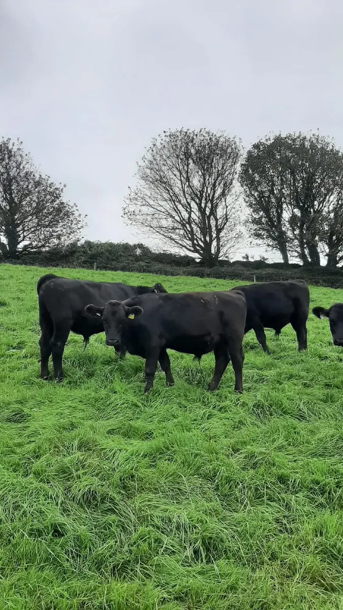Weanlings - Image 3