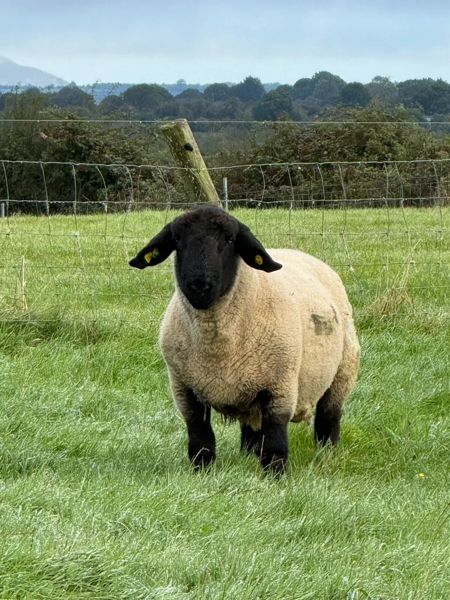 Suffolk Ram - Image 1