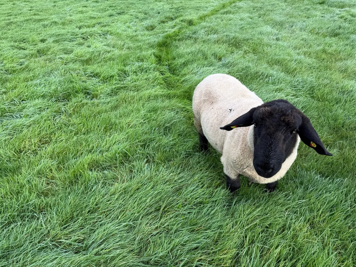 Suffolk Ram - Image 2