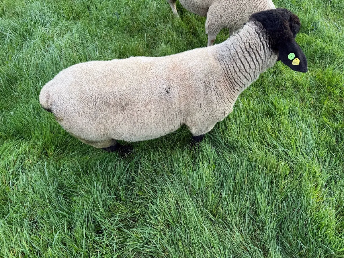 Suffolk Ram - Image 3