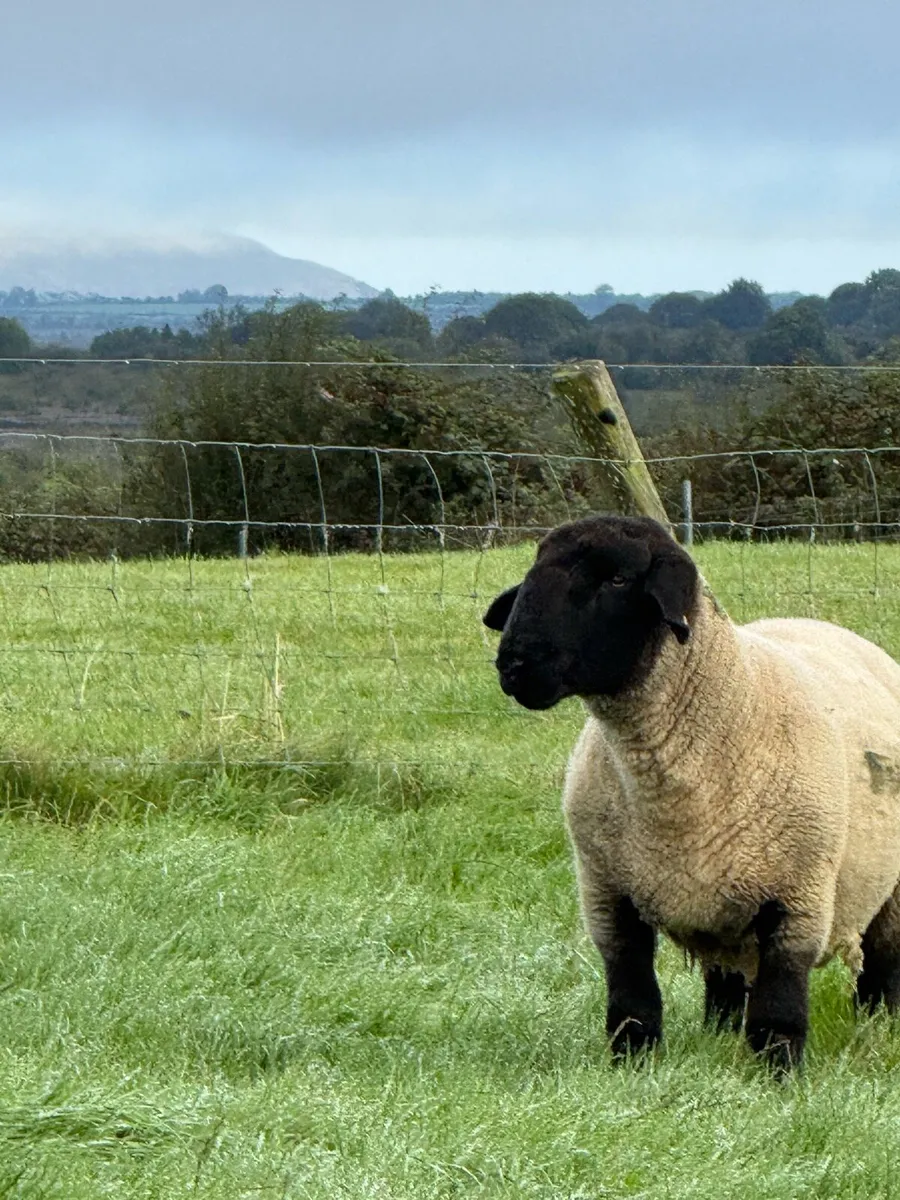 Suffolk Ram - Image 4