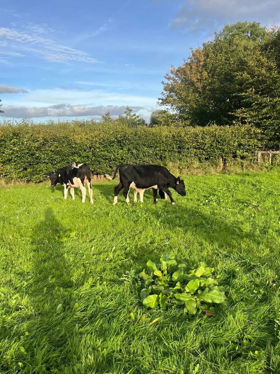 Weanlings - Image 2