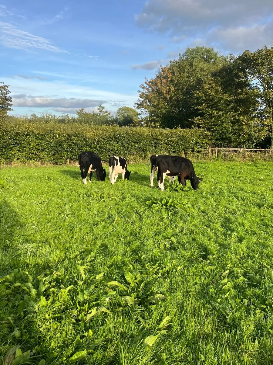 Weanlings - Image 3