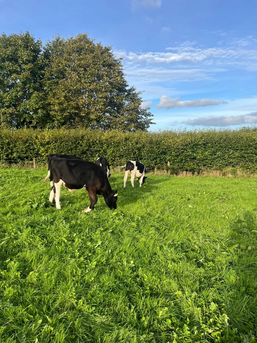 Weanlings - Image 4