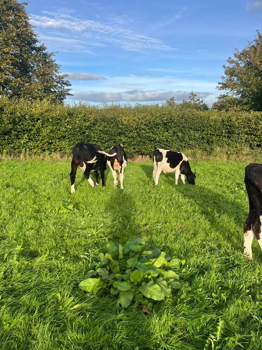 Weanlings - Image 1